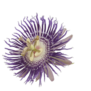 Passion Flower Plant (Krishna Kamal) – Live Climbing Vine